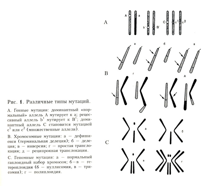 Иллюстрация из статьи «Некоторые результаты изучения мутаций» // Н. В. <span class="nobr">Тимофеев-Ресовский</span>. Избранные труды. М., 1996
