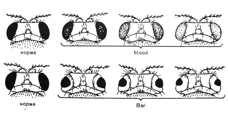 Симметричное изображение мутаций blood и Bar у Drosophila melanogaster. Источник: <span class="nobr">Тимофеев-Ресовский</span> Н. В. Связь между геном и внешним признаком (феноменология проявления генов) // <span class="nobr">Тимофеев-Ресовский</span> Н. В. Избранные труды. М.: Медицина. 1996.