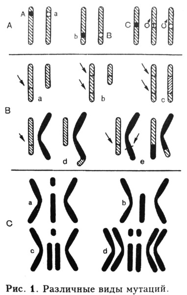 Какие виды хромосомных мутаций изображены на рисунке